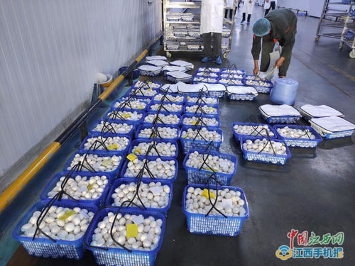 江西中田投資12億工廠化生產有機蘑菇，開啟現代農業新篇章